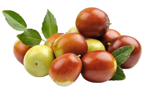 Ziziphus