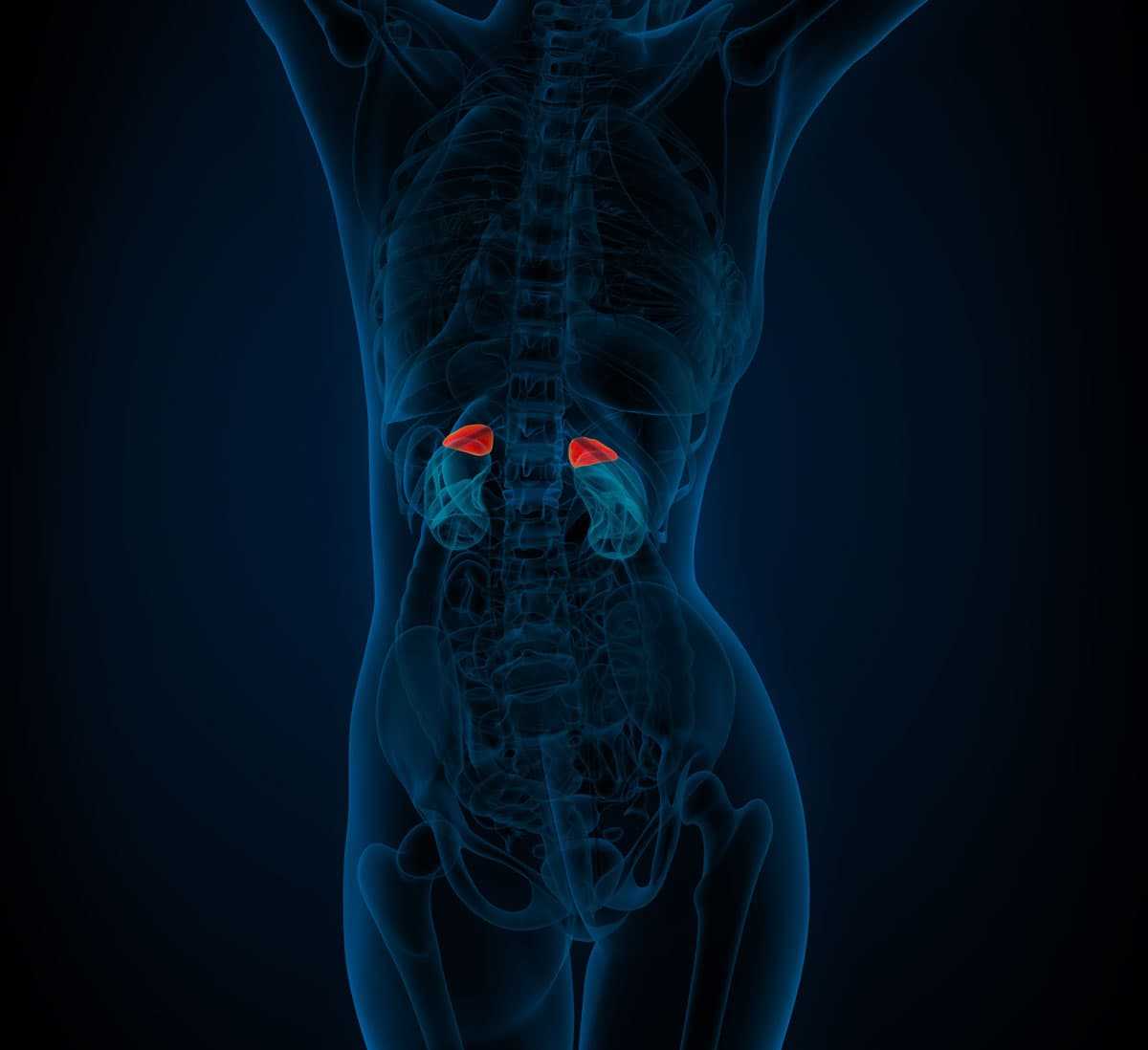 3D render of adrenal glands located on the kidneys