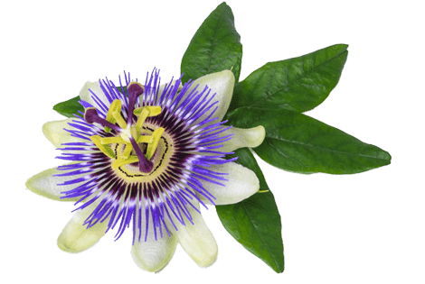 Passionflower