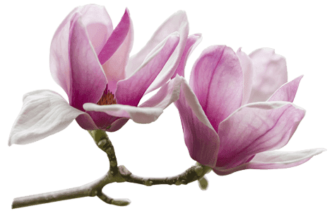 Magnolia
