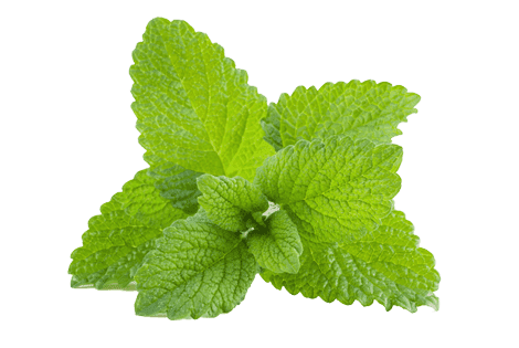 Lemon Balm